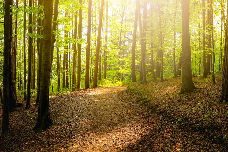 Wald